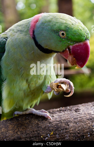 Alexandrine Parakeet au Tropical Birdland Leicester Banque D'Images