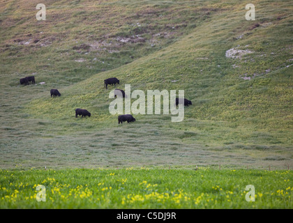 Free Range Black Angus vaches qui paissent sur colline verte - California USA Banque D'Images