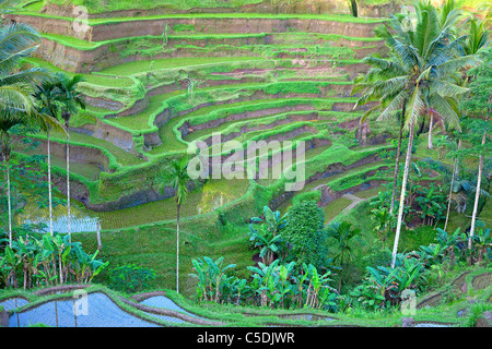 Champs de riz, préparé pour le riz. Bali, Indonésie Banque D'Images