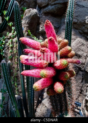 Les fleurs rouge vif du Cleistocactus cactus Parapetiensis sont exposées dans la Steinhardt Conservatory de Brooklyn. Banque D'Images