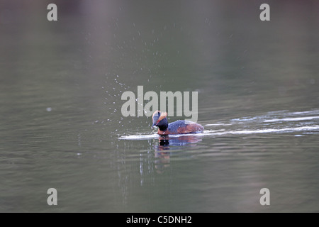 (Slavonie) Horned Grebe Podiceps auritus, secouant, proies d'épinoches dans Strathspey Banque D'Images