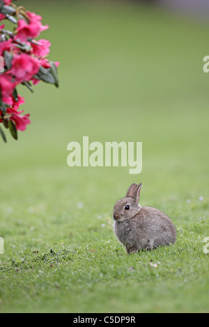 Lapin de garenne, Oryctolagus cuniculus, avec fleur rhododendron Banque D'Images