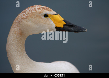 Cygne de Bewick Banque D'Images