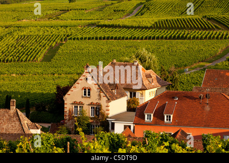 Accueil et vignoble à Riquewihr, le long de la Route des Vins, Alsace Haut-Rhin France Banque D'Images