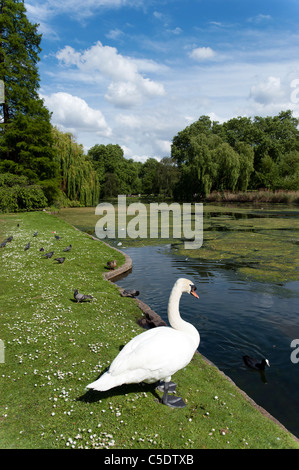Swan au bord du lac à St James's Park, Londres, UK Banque D'Images