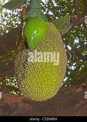 Sur un arbre, Jackfruits Artocarpus heterophyllus Lam. Moraceae, Ratnagiri, Maharashtra, Inde Banque D'Images