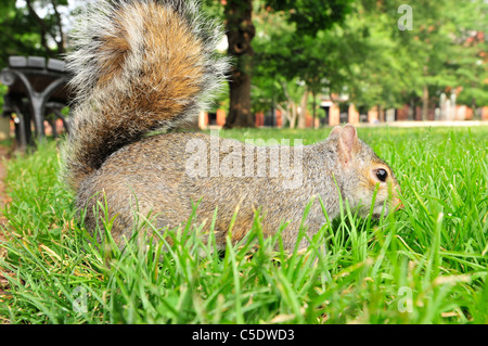 L'écureuil gris, ou écureuil gris (selon la région), (Sciurus carolinensis) Banque D'Images