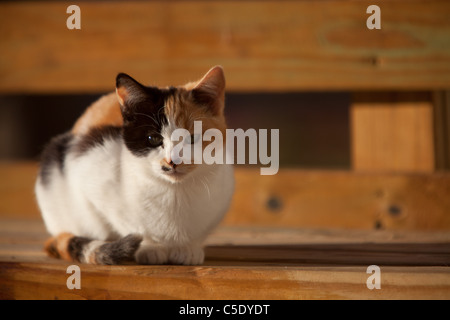 Chat Calico fixant oeil à huis clos Banque D'Images