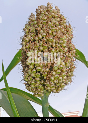 Grains de Sorghum bicolor, Jawar, Inde Banque D'Images