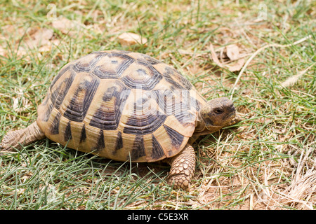 Tortue dans l'herbe dans le jardin Banque D'Images