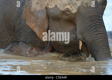 Mère et bébé éléphant d'Asie (Elephas maximus borneensis) baignade dans la rivière Kinabatangan, Bornéo Banque D'Images