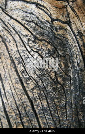 Ondée fissuré du grain du bois d'un vieux tronc d'arbre de pin Banque D'Images