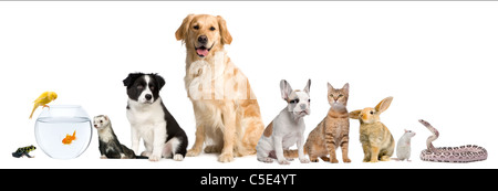 Groupe d'animaux domestiques in front of white background Banque D'Images