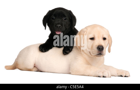 Deux chiots Labrador, 7 semaines, in front of white background Banque D'Images