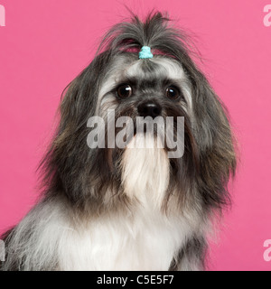 Shih Tzu en face de fond rose Banque D'Images