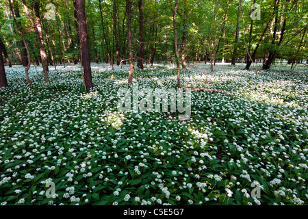 Vue sans fin en butinant ramsons Banque D'Images