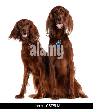 Deux Setters Irlandais in front of white background Banque D'Images