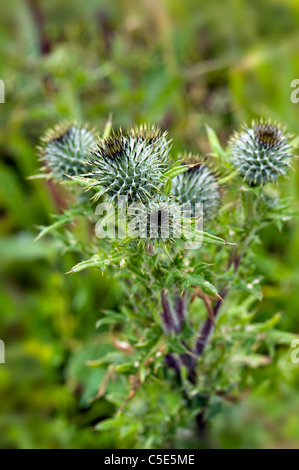 Cirsium arvense - chardon rampant Banque D'Images