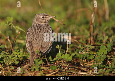 (Galerida cristata Crested Lark) Banque D'Images