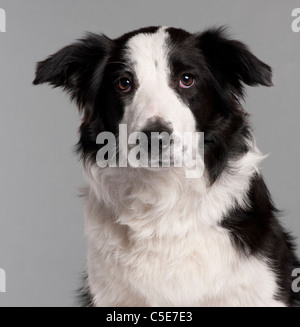 Close-up of Border Collie, 7 mois, en face de l'arrière-plan gris Banque D'Images