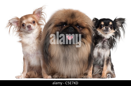 Deux Chihuahuas, 3 ans et 10 mois, et un mignon petit canard, 2 ans, in front of white background Banque D'Images