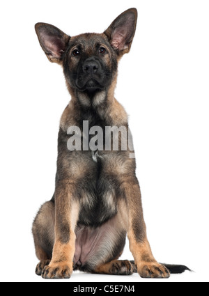 Chiot berger allemand, 3 mois, in front of white background Banque D'Images
