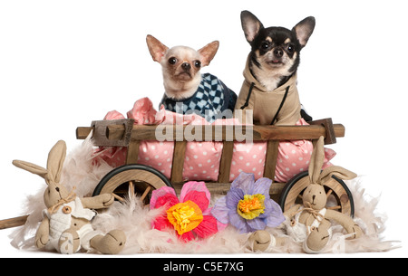 Les Chihuahuas sitting in dog bed wagon avec des animaux en peluche in front of white background Banque D'Images