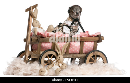 Habillé de Chihuahua dog bed wagon avec des animaux en peluche de Pâques in front of white background Banque D'Images