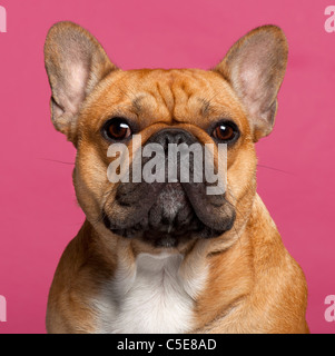 Bouledogue français, 1 ans, en face de fond rose Banque D'Images