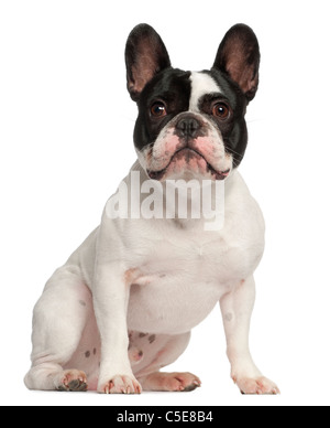 Bouledogue français, 1 ans, in front of white background Banque D'Images