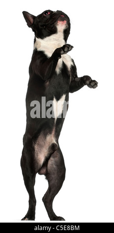 Bouledogue français, 18 mois, debout sur ses pattes de in front of white background Banque D'Images