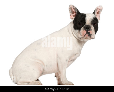 Bouledogue français, 1 ans, in front of white background Banque D'Images