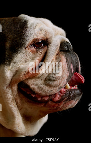 PORTRAIT D'UN ADULTE DE PURE RACE Bouledogue anglais Banque D'Images