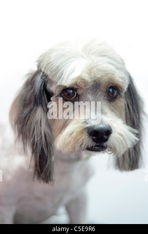 Chien de race mixte après une coupe Banque D'Images