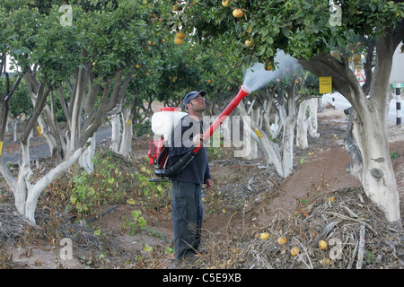 Les pesticides organiques dans un verger bio. Photographié à Emek Hefer, Israël Banque D'Images