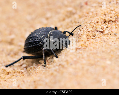 Beetle demande dans le désert Banque D'Images