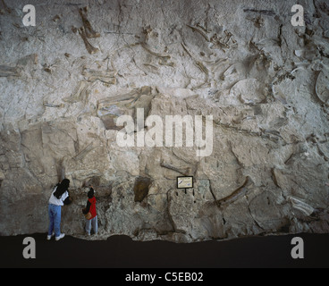 Mur incrusté de fossiles préhistoriques dans la carrière de dinosaures au monument national des dinosaures.Jensen, comté d'Uintah, Utah, États-Unis. Banque D'Images