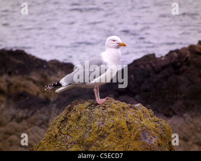 St Abbs Harbour, le Berwickshire. L'Écosse. Mouette sur un rocher, par le mur du port. Banque D'Images