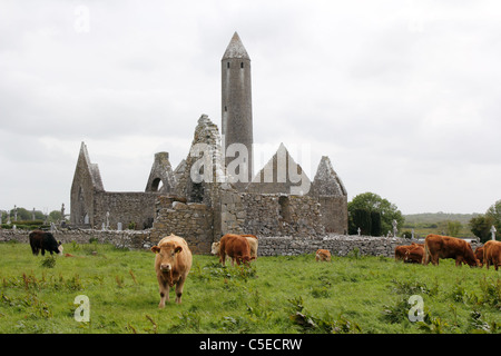 Monastère Kilmacduagh, comté de Galway, Irlande. À 34 mètres (112 pieds), la tour ronde est le plus haut de l'Irlande. Banque D'Images