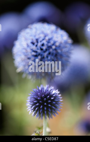 Echinops ritro. veitchs Globe thistle fleurs dans un jardin anglais Banque D'Images