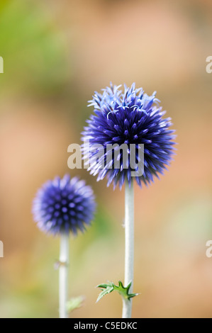 Echinops ritro. veitchs Globe thistle fleurs dans un jardin anglais Banque D'Images