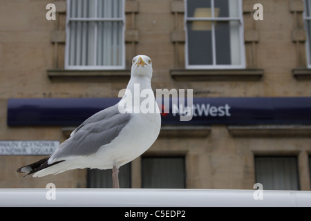 En dehors de la Banque Natwest Gull Banque D'Images