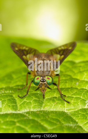 Yeux composés irisé de Horsefly ou voler des cerfs, Chrysops, East Yorkshire, UK Banque D'Images