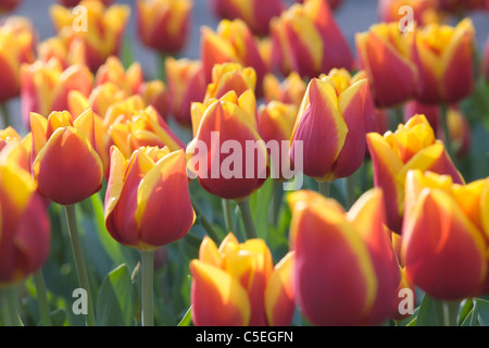 Tulipes rouges et jaunes panachés avec arrière-plan flou Banque D'Images