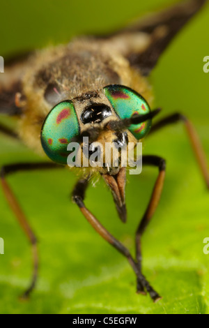 Yeux composés irisé de Horsefly ou voler des cerfs, Chrysops, East Yorkshire, UK Banque D'Images