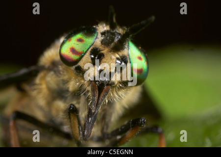 Yeux composés irisé de Horsefly ou voler des cerfs, Chrysops, East Yorkshire, UK Banque D'Images