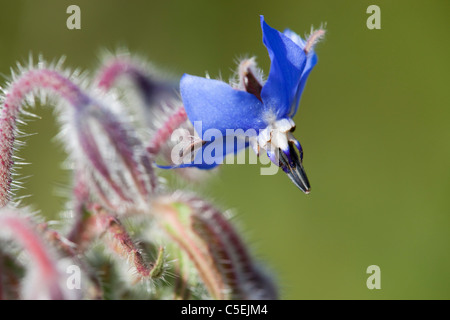 La bourrache, Borago officinalis, Cornwall Banque D'Images