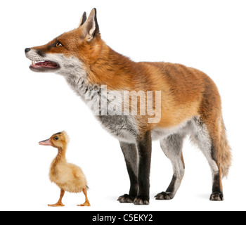 Le renard roux, Vulpes vulpes, 4 ans, jouant avec un petit canard domestique in front of white background Banque D'Images