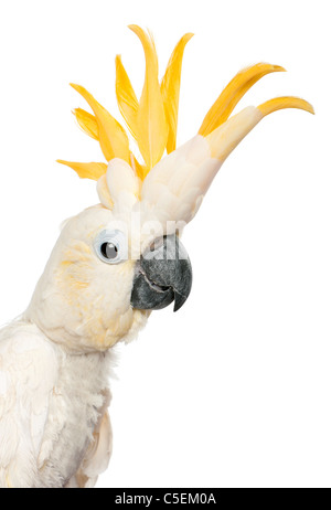 Teneur en soufre cacatoès soufré, Cacatua galerita, in front of white background Banque D'Images