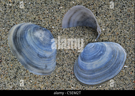 Sillon poivrée / coquilles gapers Scrobicularia plana (sable) sur plage, Belgique Banque D'Images